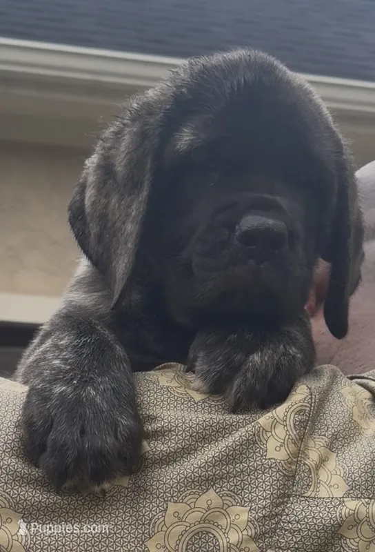 Reverse Brindle Boy – English Mastiff puppy for sale in Missouri City, TX