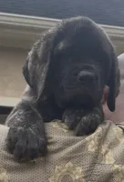 Reverse Brindle Boy, a male English Mastiff for sale in Missouri City, TX – 1 of 9