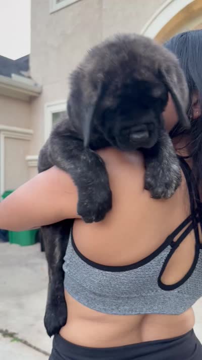Yellow Girl, a female English Mastiff for sale in Missouri City, TX – 3 of 9