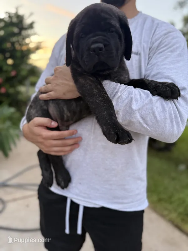 Teal Boy – English Mastiff puppy for sale in Missouri City, TX