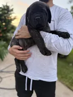 Teal Boy, a male English Mastiff for sale in Missouri City, TX – 1 of 10