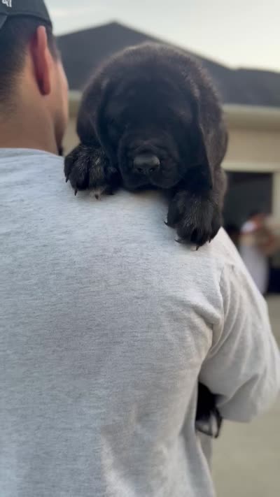 Blue Girl, a female English Mastiff for sale in Missouri City, TX – 4 of 10