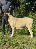 Green Girl, a female English Mastiff for sale in Missouri City, TX – 8 of 10