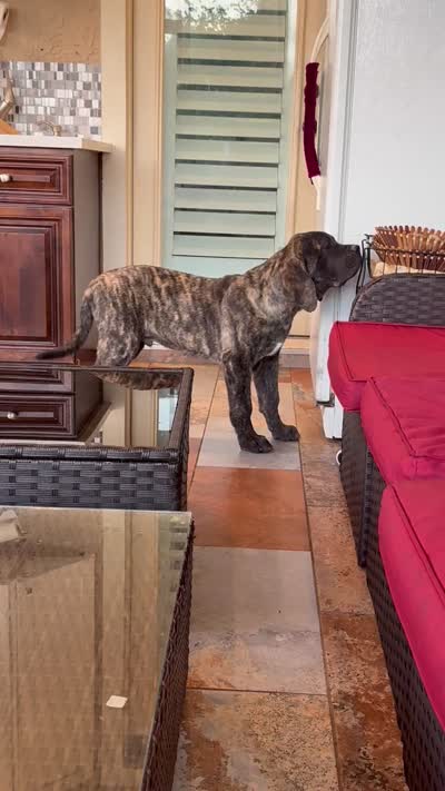 Reverse Brindle Boy, a male English Mastiff for sale in Missouri City, TX – 4 of 9