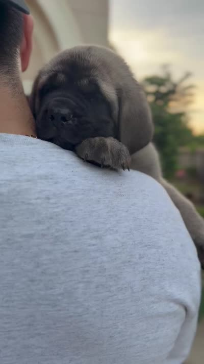 Pink Boy, a male English Mastiff for sale in Missouri City, TX – 2 of 10