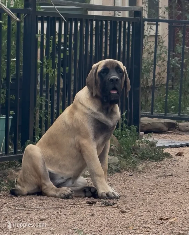 Orange Girl – English Mastiff puppy for sale in Missouri City, TX