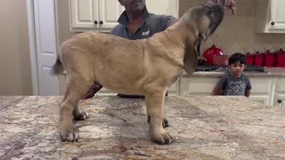 Black Boy, a male English Mastiff for sale in Missouri City, TX – 3 of 10