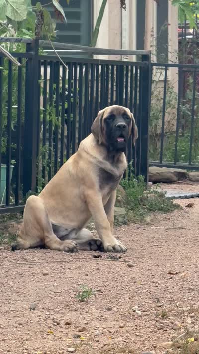 Orange Girl, a female English Mastiff for sale in Missouri City, TX – 9 of 10