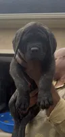 Purple Girl, a female English Mastiff for sale in Missouri City, TX – 3 of 9
