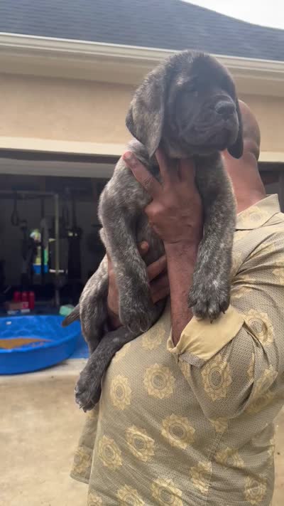 Reverse Brindle Boy, a male English Mastiff for sale in Missouri City, TX – 2 of 9