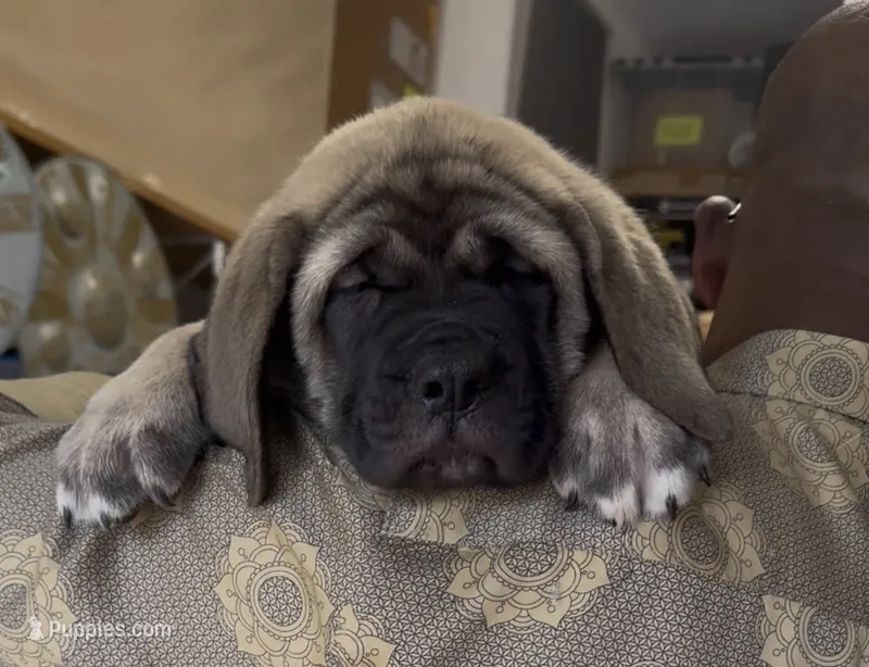 Black Boy – English Mastiff puppy for sale in Missouri City, TX