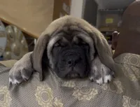 Black Boy, a male English Mastiff for sale in Missouri City, TX – 4 of 10
