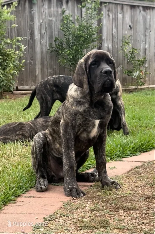 Reverse Brindle Boy – English Mastiff puppy for sale in Missouri City, TX