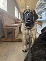 Black Boy, a male English Mastiff for sale in Missouri City, TX – 8 of 10