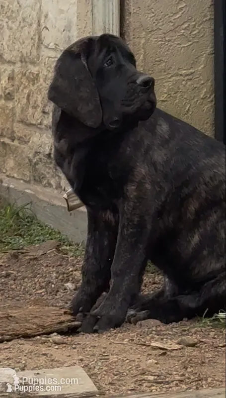 Blue Girl – English Mastiff puppy for sale in Missouri City, TX