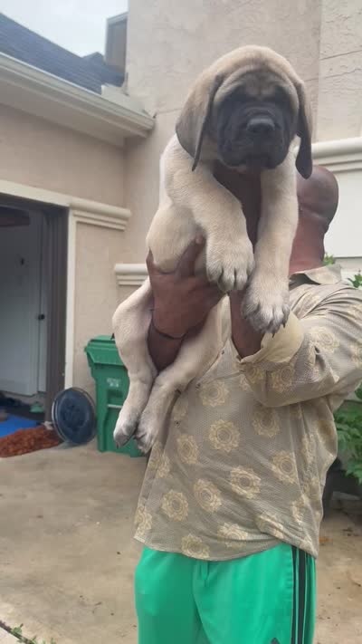 Grey Boy, a male English Mastiff for sale in Missouri City, TX – 6 of 10