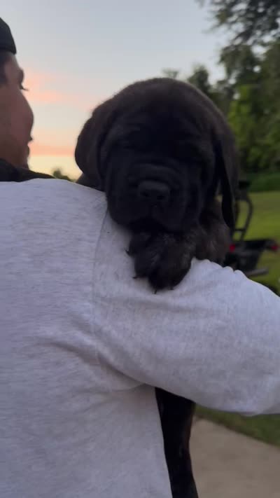 Teal Boy, a male English Mastiff for sale in Missouri City, TX – 3 of 10