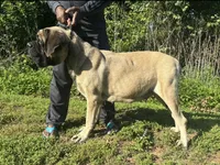 Purple Girl, a female English Mastiff for sale in Missouri City, TX – 5 of 9