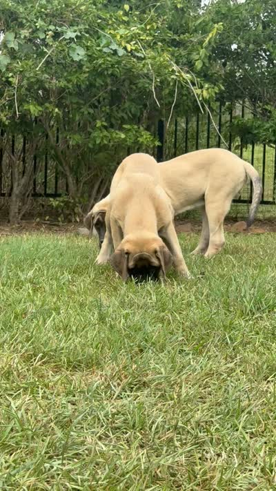 Orange Girl, a female English Mastiff for sale in Missouri City, TX – 10 of 10
