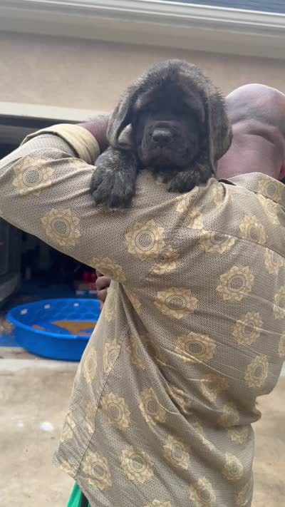 Reverse Brindle Boy, a male English Mastiff for sale in Missouri City, TX – 3 of 9