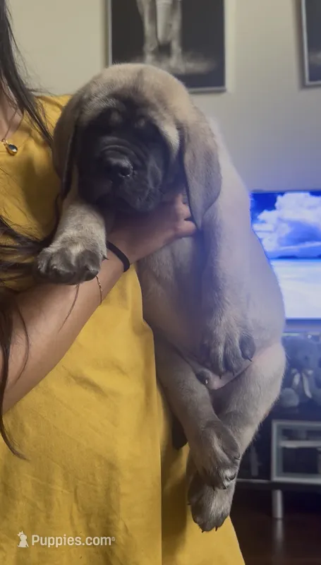 Pink Boy – English Mastiff puppy on hold in Missouri City, TX