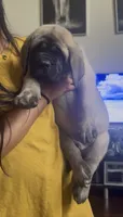 Pink Boy, a male English Mastiff for sale in Missouri City, TX – 1 of 10