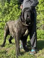 Blue Girl, a female English Mastiff for sale in Missouri City, TX – 6 of 10