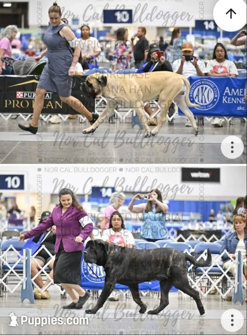 Pink Boy, a male English Mastiff for sale in Missouri City, TX – 3 of 10