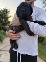 Teal Boy, a male English Mastiff for sale in Missouri City, TX – 4 of 10