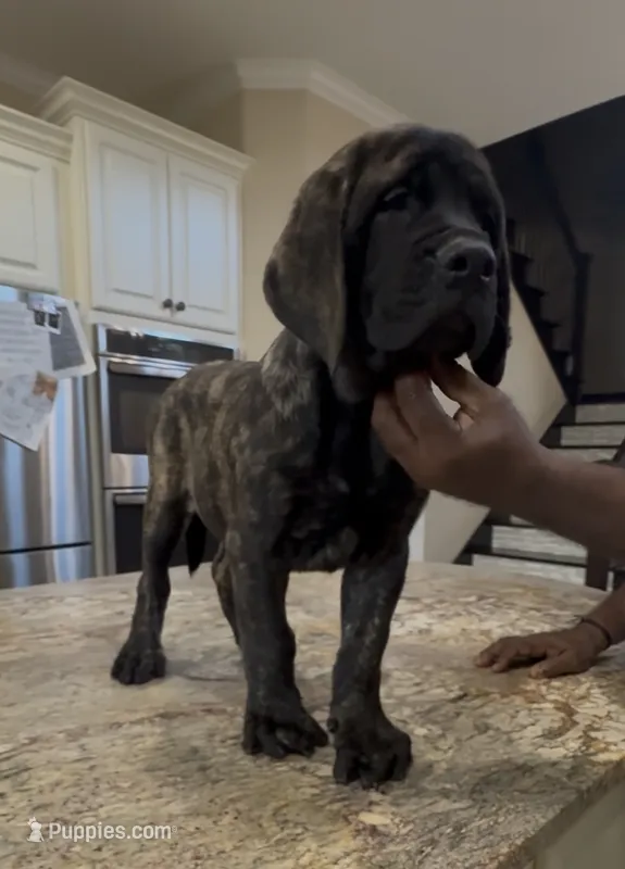 Pink Girl – English Mastiff puppy for sale in Missouri City, TX
