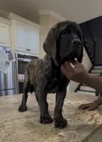 Pink Girl, a female English Mastiff for sale in Missouri City, TX – 1 of 9