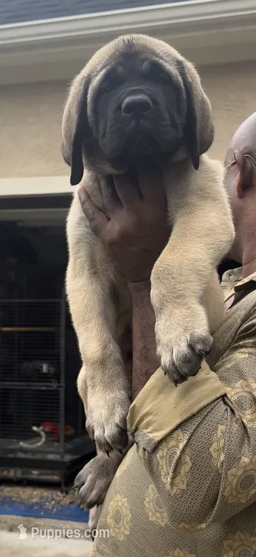 Red Boy – English Mastiff puppy on hold in Missouri City, TX
