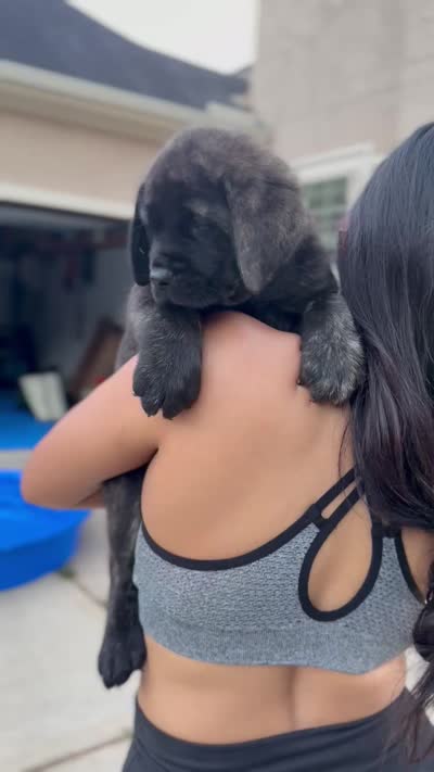Yellow Girl, a female English Mastiff for sale in Missouri City, TX – 2 of 9