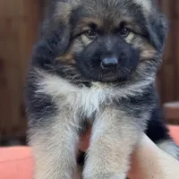 KING SHEPHERD, a male German Shepherd Dog and King Shepherd for sale in Seligman, AZ – Photo 2 of 8