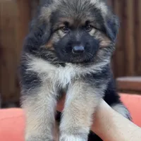 KING SHEPHERD, a male German Shepherd Dog and King Shepherd for sale in Seligman, AZ – Photo 4 of 8