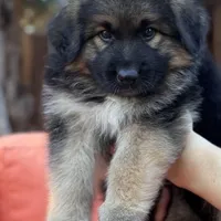 KING SHEPHERD, a male German Shepherd Dog and King Shepherd for sale in Seligman, AZ – Photo 3 of 8