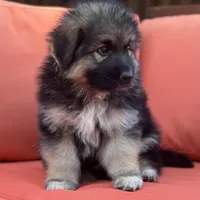 KING SHEPHERD, a male German Shepherd Dog and King Shepherd for sale in Seligman, AZ – Photo 7 of 8