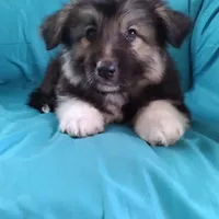 KING SHEPHERD, a male German Shepherd Dog and King Shepherd for sale in Seligman, AZ – Photo 1 of 7