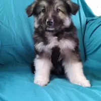 KING SHEPHERD, a male German Shepherd Dog and King Shepherd for sale in Seligman, AZ – Photo 3 of 7