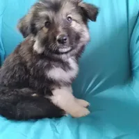 KING SHEPHERD, a male German Shepherd Dog and King Shepherd for sale in Seligman, AZ – Photo 4 of 7