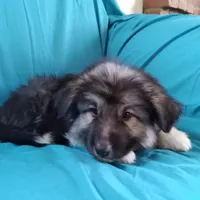 KING SHEPHERD, a male German Shepherd Dog and King Shepherd for sale in Seligman, AZ – Photo 2 of 7