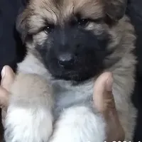 KING SHEPHERD, a male German Shepherd Dog and King Shepherd for sale in Seligman, AZ – Photo 2 of 7