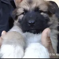 KING SHEPHERD, a male German Shepherd Dog and King Shepherd for sale in Seligman, AZ – Photo 6 of 7