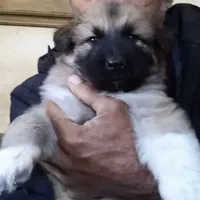 KING SHEPHERD, a male German Shepherd Dog and King Shepherd for sale in Seligman, AZ – Photo 7 of 7