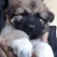 KING SHEPHERD, a male German Shepherd Dog and King Shepherd for sale in Seligman, AZ – Photo 1 of 7