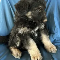 KING SHEPHERD, a male German Shepherd Dog and King Shepherd for sale in Seligman, AZ – Photo 2 of 10