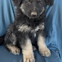 KING SHEPHERD, a male German Shepherd Dog and King Shepherd for sale in Seligman, AZ – Photo 6 of 10