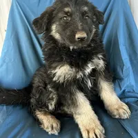 KING SHEPHERD, a male German Shepherd Dog and King Shepherd for sale in Seligman, AZ – Photo 7 of 10