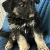 KING SHEPHERD, a male German Shepherd Dog and King Shepherd for sale in Seligman, AZ – Photo 10 of 10