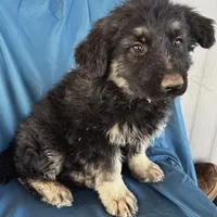 KING SHEPHERD, a male German Shepherd Dog and King Shepherd for sale in Seligman, AZ – Photo 5 of 10